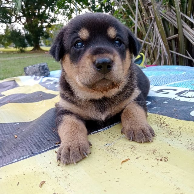 Little Billy - Mixed Breed Dog