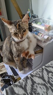 Joongie &amp; Nako - Domestic Short Hair Cat