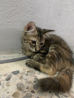 Kecik - Persian + Domestic Short Hair Cat