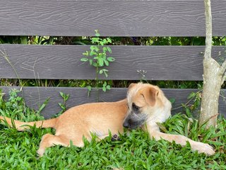 Lilo - Mixed Breed Dog