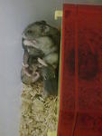 Nana &amp; Nono - Short Dwarf Hamster Hamster