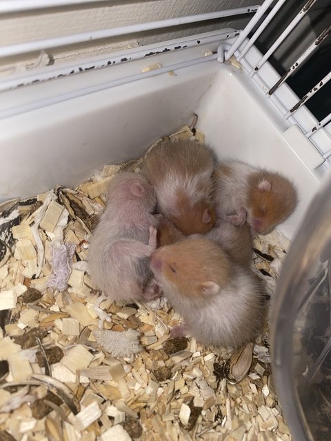 Read Description  - Syrian / Golden Hamster Hamster