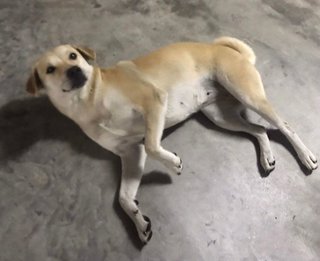Didi - Mixed Breed Dog