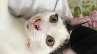 Urgent Momey/comel  - Calico Cat