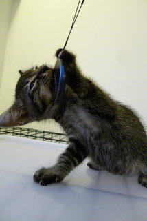 Amy (Fka Bella) - Domestic Short Hair Cat