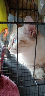 Mochi - Siamese + Bengal Cat
