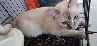 Snowball - Siamese + Bengal Cat
