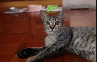 Joey - Domestic Short Hair Cat