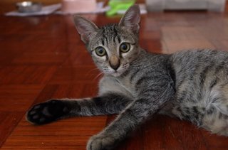 Joey - Domestic Short Hair Cat