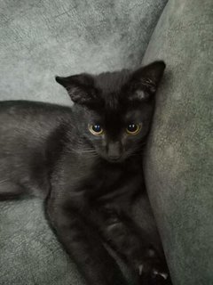 Charcoalmiao - Domestic Short Hair Cat