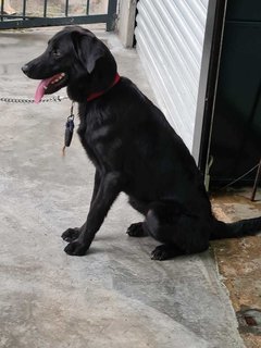 Alice @ Blackie (Mh Found Puchong Utama) - Labrador Retriever Mix Dog