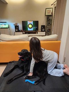 Alice @ Blackie (Mh Found Puchong Utama) - Labrador Retriever Mix Dog