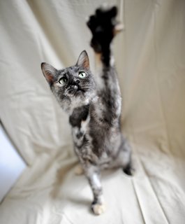 Naomi - Tortoiseshell Cat