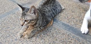 Miko - Domestic Short Hair Cat