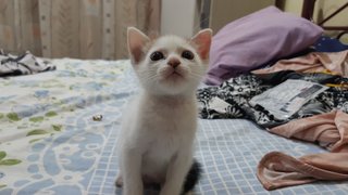 Tam Dan Teh - Domestic Short Hair Cat