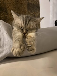 Grey - Domestic Medium Hair Cat