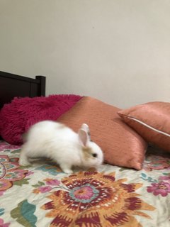 Bean - Angora Rabbit Rabbit