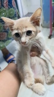 #3 Orange (F) - Domestic Short Hair Cat