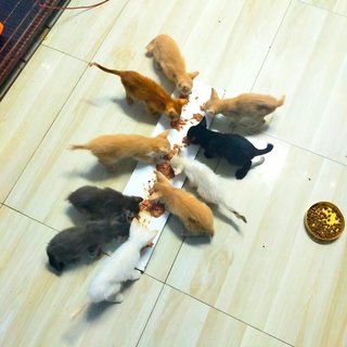 #7 Orange (M) - Domestic Short Hair Cat