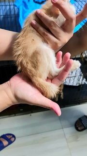 #8 Orange (M) - Domestic Short Hair Cat