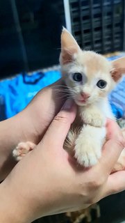 #8 Orange (M) - Domestic Short Hair Cat