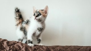 Moana - Domestic Short Hair Cat