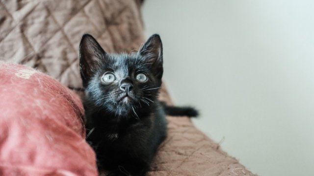 Kerry Washington - Domestic Short Hair Cat