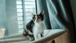 Cleopatra - Domestic Short Hair Cat