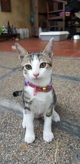 Neko - Domestic Short Hair Cat