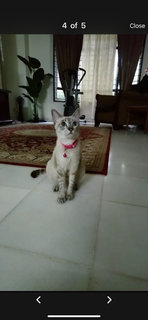 Miku - Domestic Short Hair Cat
