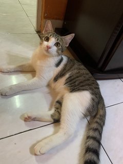 Atan - Domestic Short Hair + Tabby Cat
