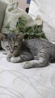 Mocha  - Domestic Short Hair Cat