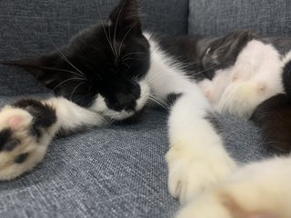 Kiki - Tuxedo Cat