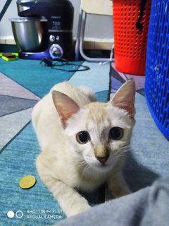 Latte - Domestic Short Hair Cat