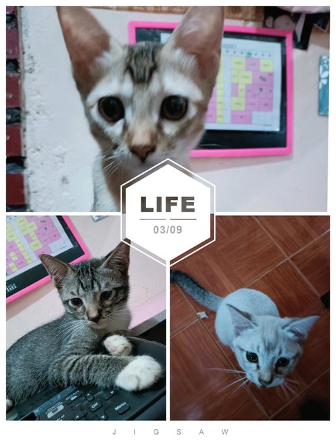 Abu , Mio &amp; Mochi - Domestic Short Hair Cat