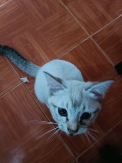 Abu , Mio &amp; Mochi - Domestic Short Hair Cat