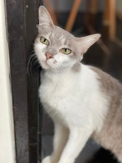 Scarlett O’hara &amp; Her Kittens - Domestic Short Hair Cat