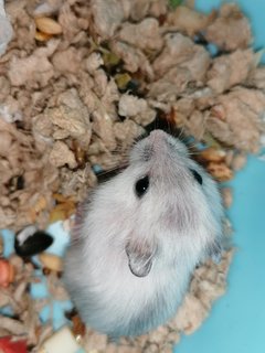 Snowflake - Roborovsky's Hamster Hamster