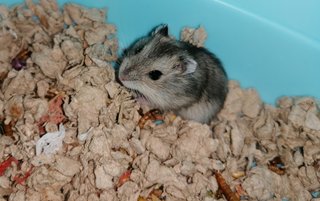 Nutella - Roborovsky's Hamster Hamster