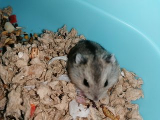 Nutella - Roborovsky's Hamster Hamster