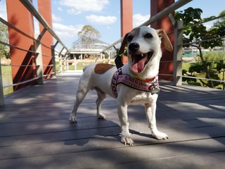 Butter - Jack Russell Terrier Dog