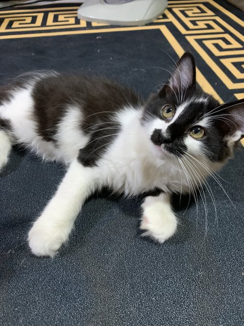 Pokpok, Bubu - Domestic Long Hair Cat