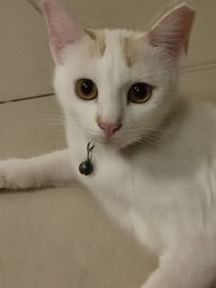 Wafer - Domestic Short Hair Cat