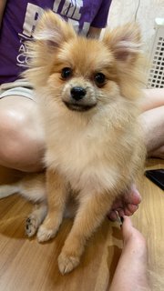 Barney - Pomeranian Dog