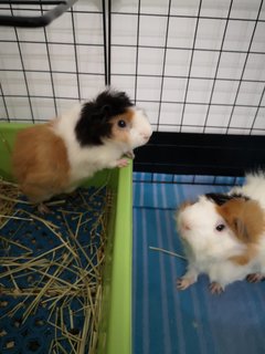 Buster (Right) And Bruce ( Left) - Guinea Pig Small & Furry