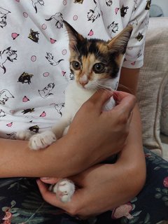 Mittens - Calico + Domestic Short Hair Cat