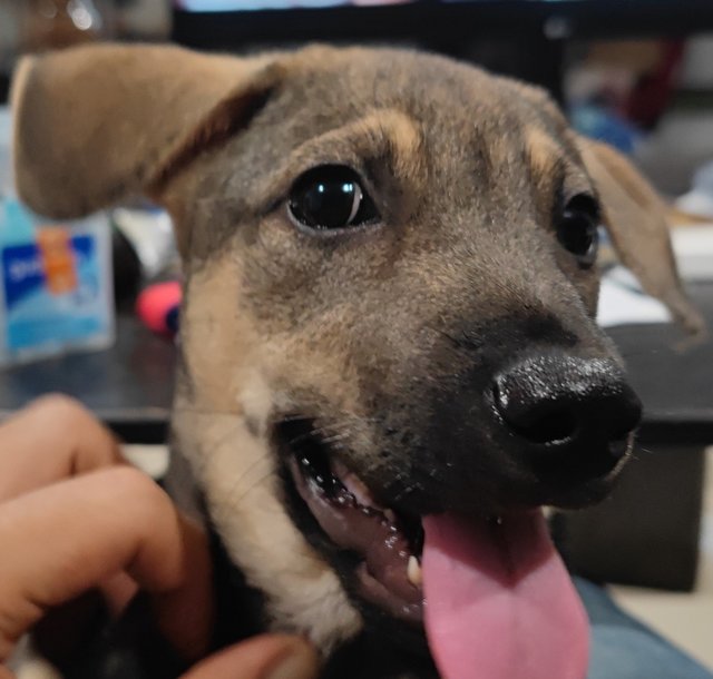 Amos The Blind Puppy - German Shepherd Dog + Basenji Dog