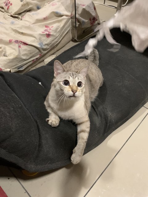 Leo - Domestic Short Hair Cat