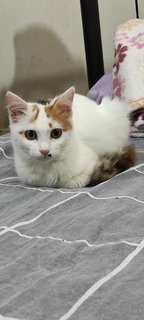Scooter - Domestic Medium Hair Cat