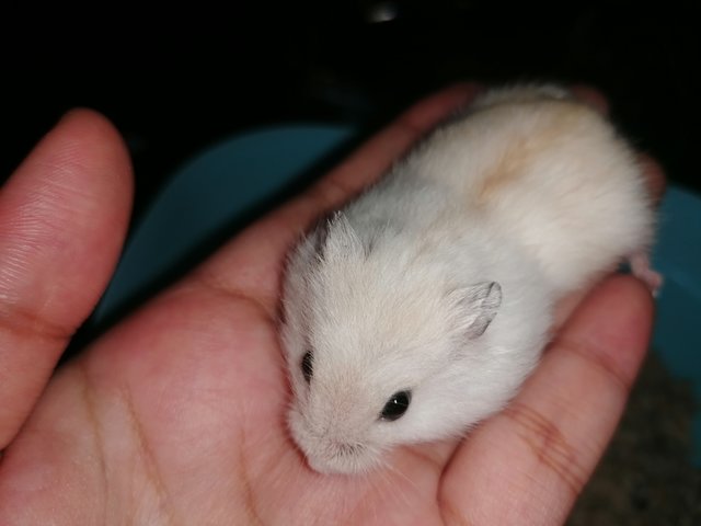 Echo - Roborovsky's Hamster Hamster